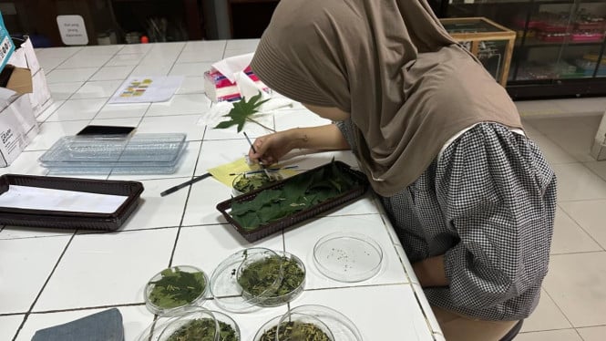 Budidaya sutra Eri di UMY
