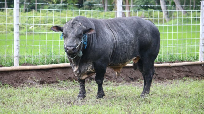 Sapi Gama hasil persilangan yang dilakukan UGM
