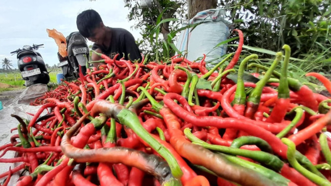 Produk cabai Kulonprogo menurun karena cuara ekstrem