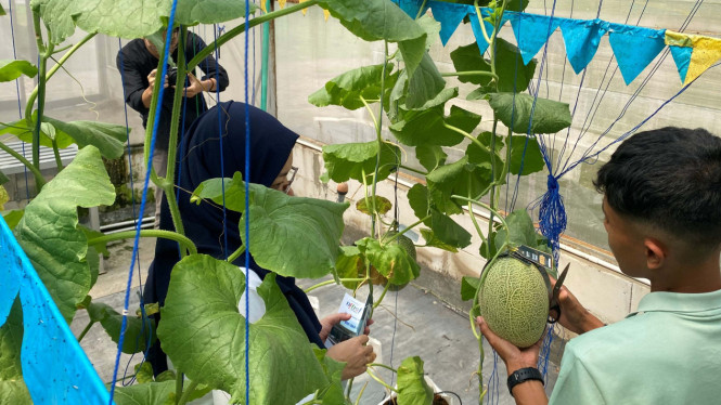 Melon Premium Hidroponik