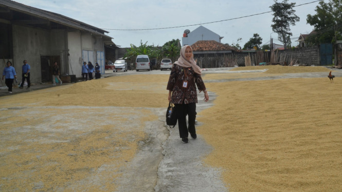 Potensi produksi pangan Kulonprogo