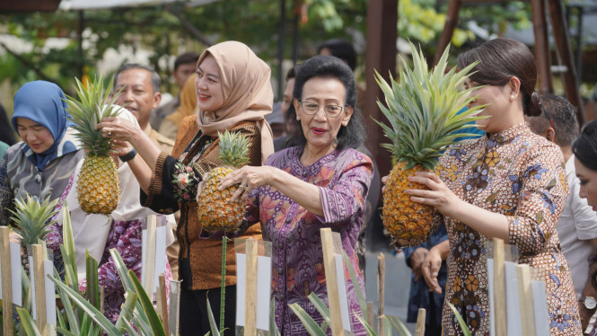 Wakil Ketua DPD RI, GKR Hemas, petik nanas di Jogja Agro Park
