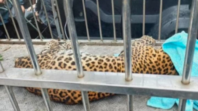 Usai ditangkap,Macan Tutul di Evakuasi ke Solo Safari