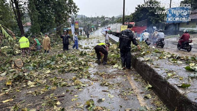 Pohon Tumbang di Pantura Batang