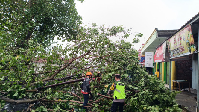 Pohon tumbang usai hujan disertai angin di Karanganyar