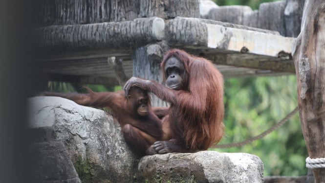 Koleksi satwa di GL Zoo