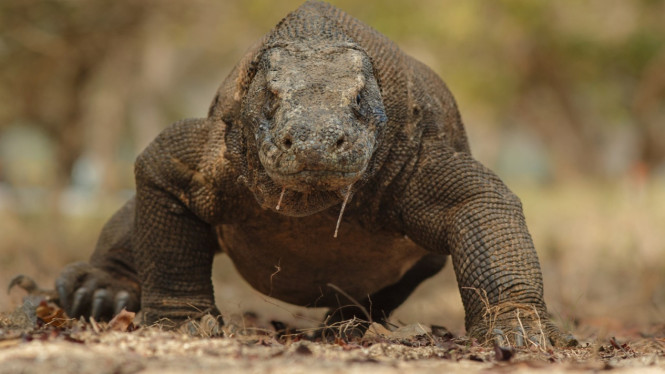 Populasi Komodo terancam