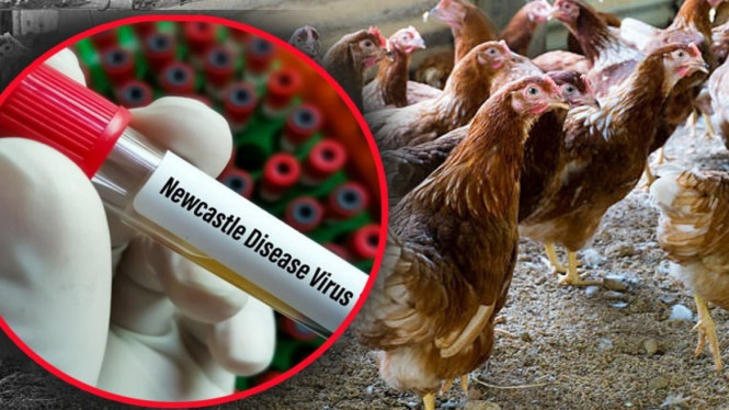Vaksin penyakit tetelo pada ayam