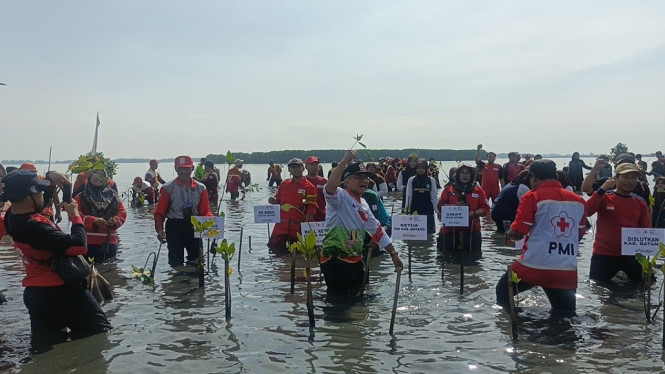 Relawan PMI Batang menanam bibit mangrove dan menebar benih ikan di kawasan rob