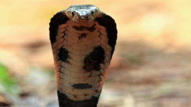 Indonesia krisis antibisa ular
