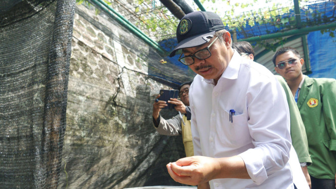 Walikota Yogyakarta, Hasto Wardoyo, menyemai biji pohon Gambir