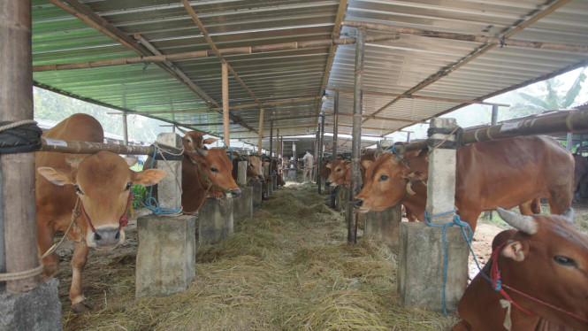 Stok hewan kurban di wilayah Kulonprogo dipastikan aman