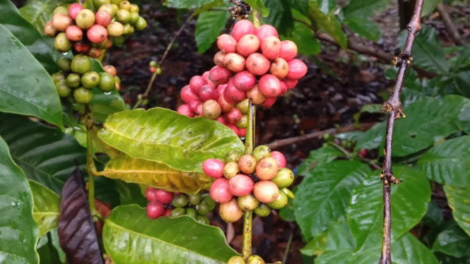Kopi Tempur Berjenis Arabica Tumbuh Subur di Desa Tempur