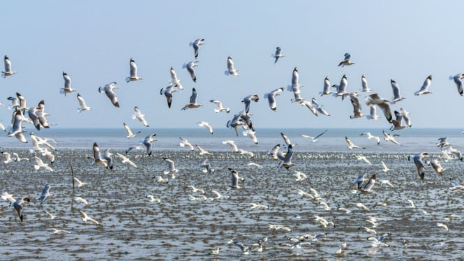 Burung Migran
