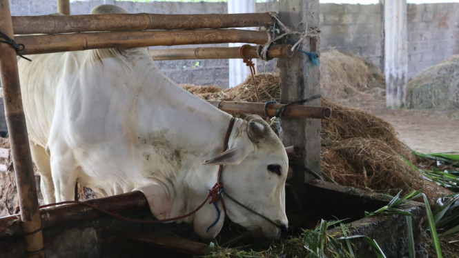Sapi Peranakan Ongole