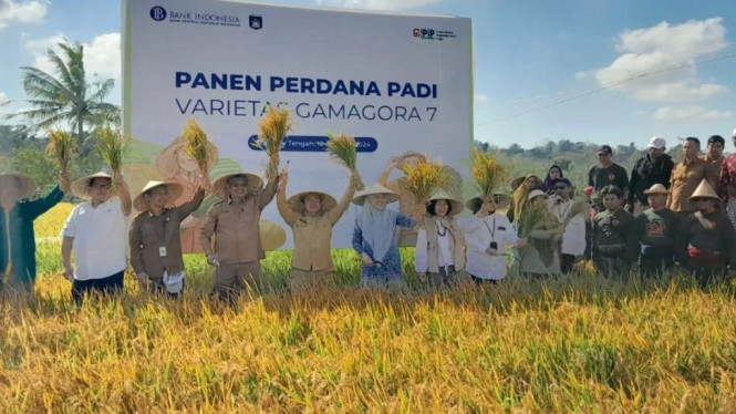 Sebagian besar petani masih bergantung pada tiga varietas utama, yakni Inpari 32, Ciherang, dan Mekonga.