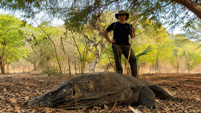 Fakultas Kedokteran Hewan UGM ungkap keberadaan parasit yang menyerang komodo liar