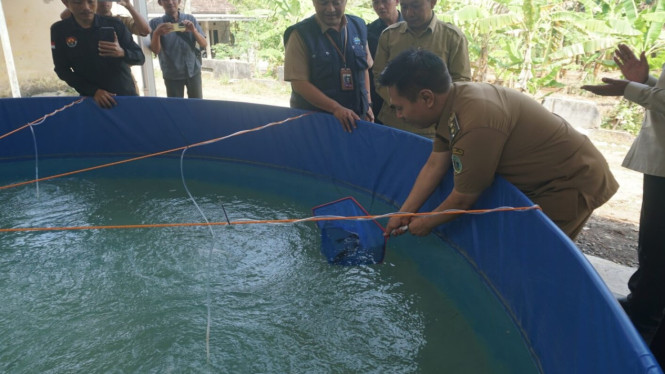 Wakil Bupati Gunungkidul, Joko Parwoto, memantau teknologi bioflok dalam budidaya ikan lele.