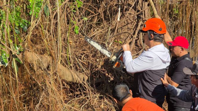 Walikota Yogya memotong pohon Munggur yang berusia ratusan tahun