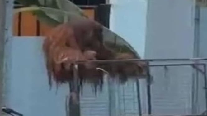 Begini Didi Orangutan koleksi Solo Safari Keluar Kandang