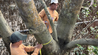 Masyarakat Lokal Berau Dilatih Memimpin Restorasi Mangrove