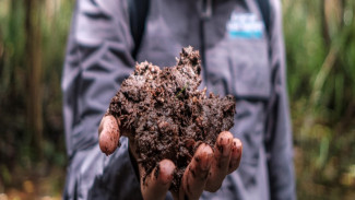 Peneliti : Ekosistem Gambut dan Mangrove Kunci Pemenuhan Target Pengurangan Emisi di Asia Tenggara