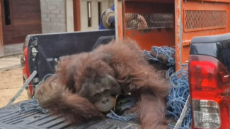 Terus Berkonflik dengan Manusia, Orang Utan Dipindah dari Kawasan Pertambangan Batu Bara