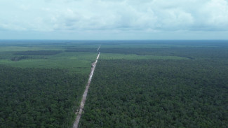 TRC Mangkutup, Pusat Riset Konservasi Orang Utan di Tengah Hutan Tanaman Industri