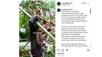 Video Diduga Potongan Tangan Orang Utan Viral, BKSDA Kaltim Lacak Jejak Pengunggah