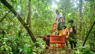 Popi, Simbol Keberhasilan Rehabilitasi Orang Utan Kalimantan Timur