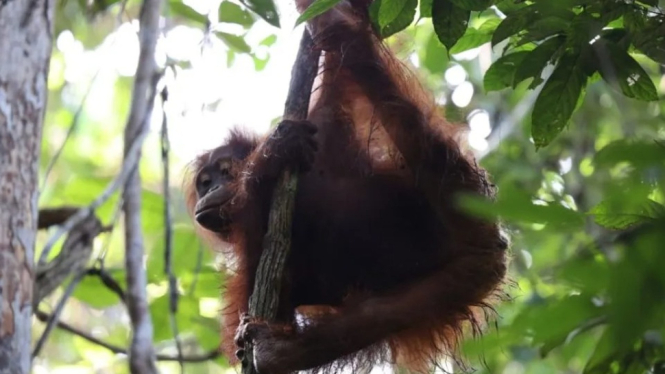 Orangutan yang dilepasliarkan di Kutai Timur