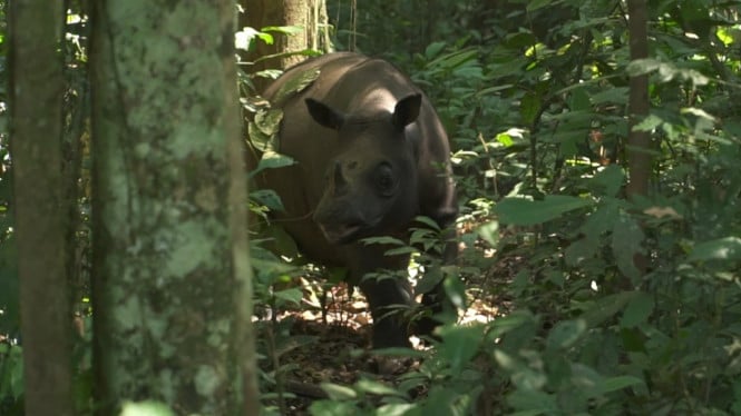 Badak Kalimantan