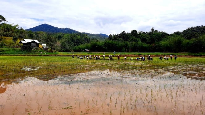 Sawah di dataran tinggi Krayan