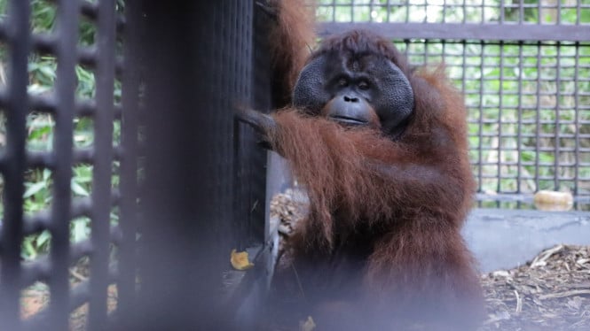 Orang Utan Dodo