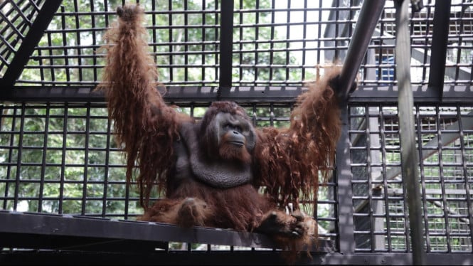 Orang Utan Dodo