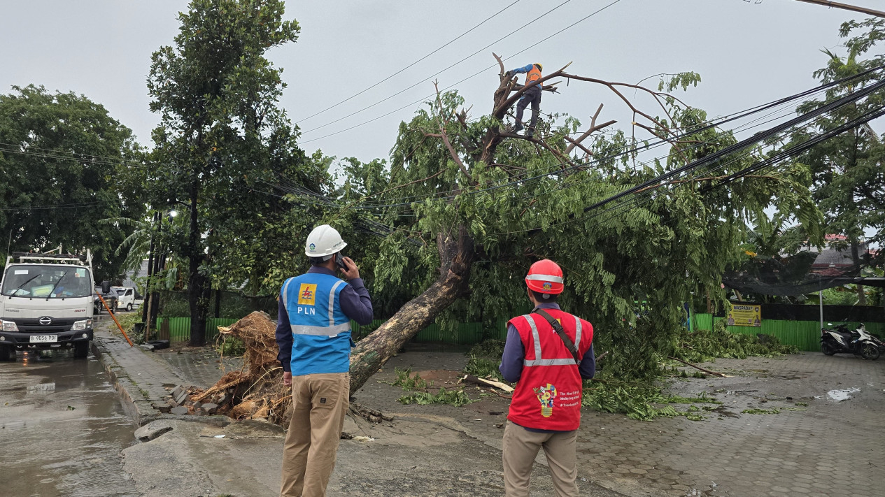 Pohon tumbang timpa jaringan listrik di Way Halim