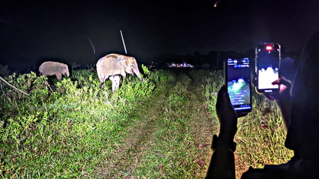Safari malam di TNWK
