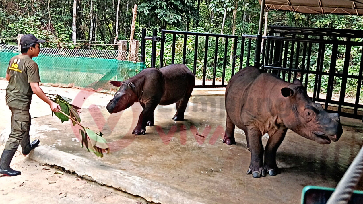 Badak Sumatera di TNWK