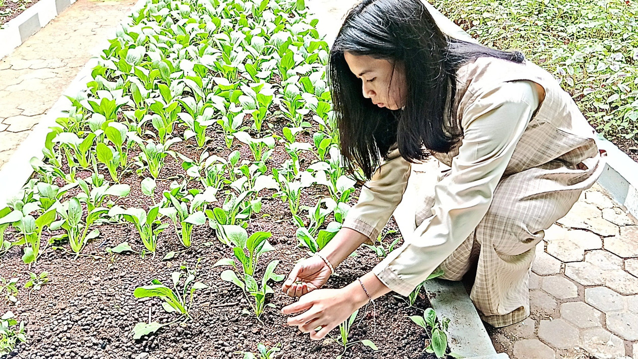 Siswi sedang merawat tanaman pakcoy