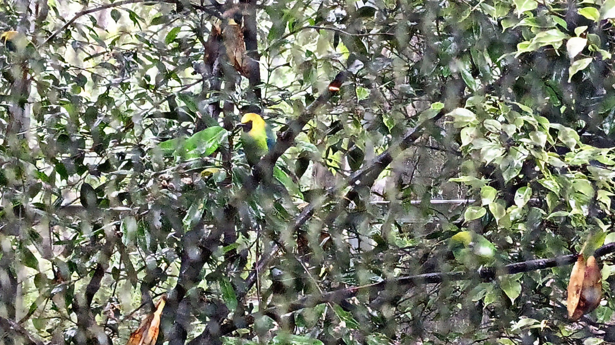 Salah satu burung di Tahura