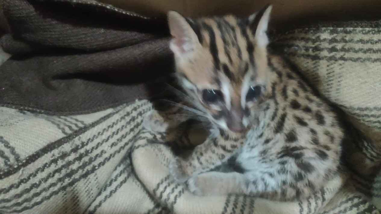 Kucing hutan tanpa dokumen disita petugas Karantina Lampung.