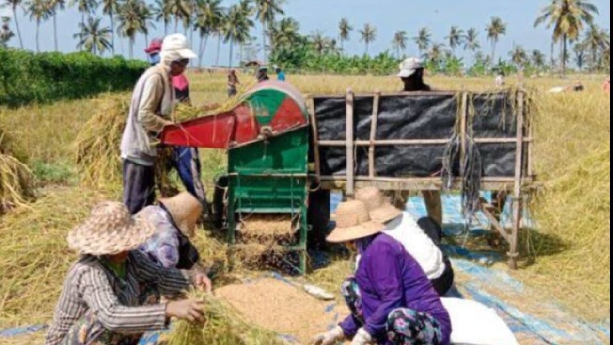 Petani di Palas Lampung Selatan harus gigit jari, Bulog telat bayar.