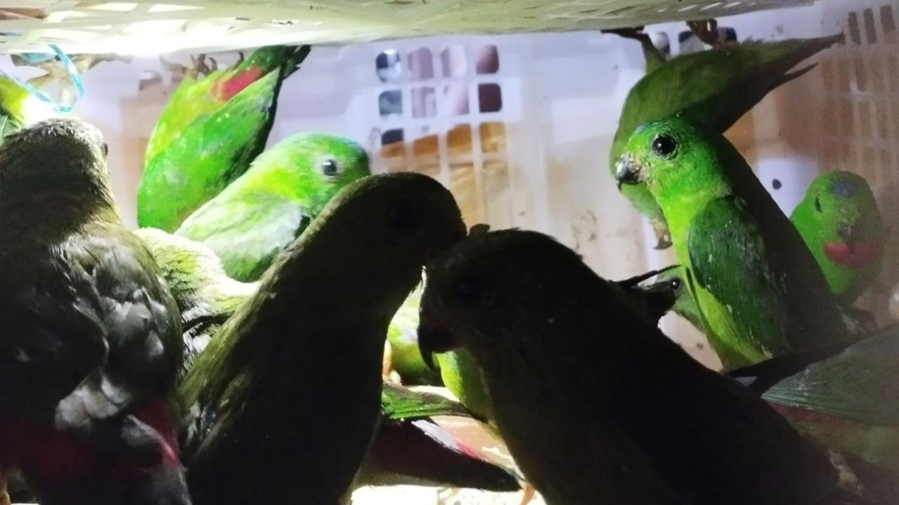 66 ekor burung liar digagalkan di Pelabuhan Bakauheni.