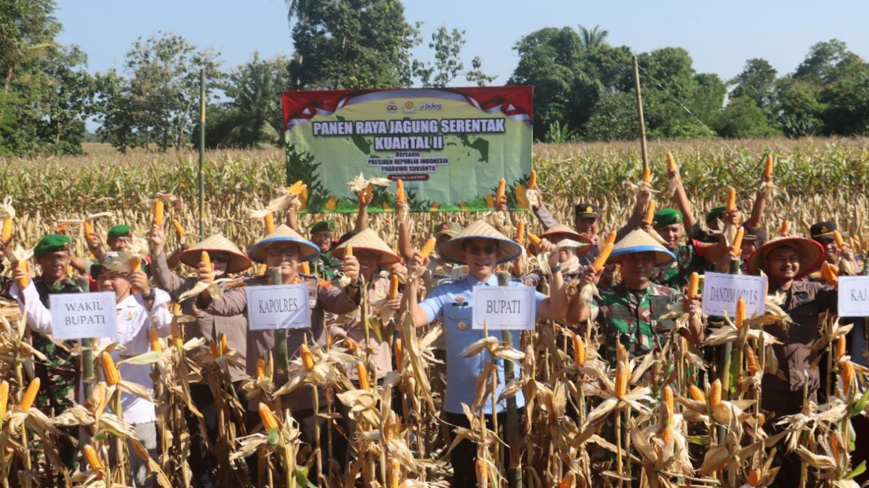 Panen raya Jagung serentak 2025 di wilayah Kecamatan Penengahan.