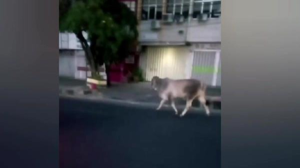 Sapi kurban lepas ke jalan protokol di Bandar Lampung