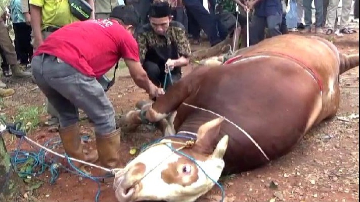Proses penyembelihan sapi kurban Presiden Prabowo di Kotabumi.