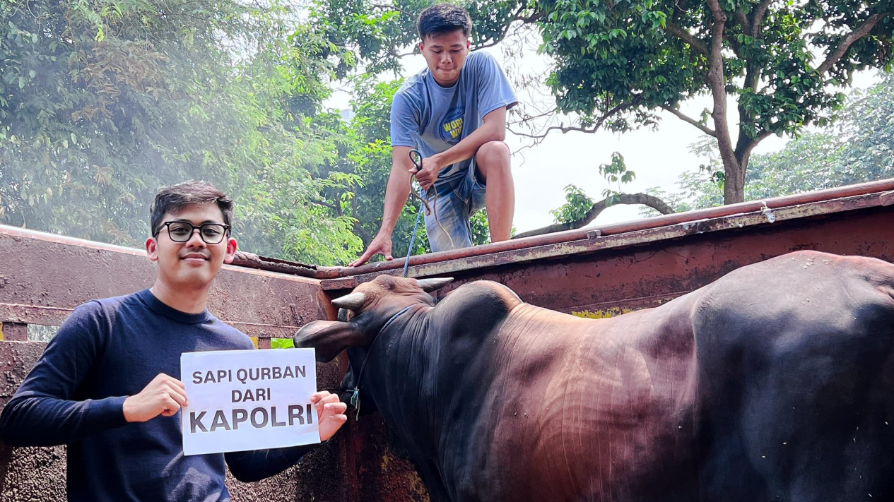 Sapi milik peternak di Lampung Tengah dibeli artis hingga kapolri.