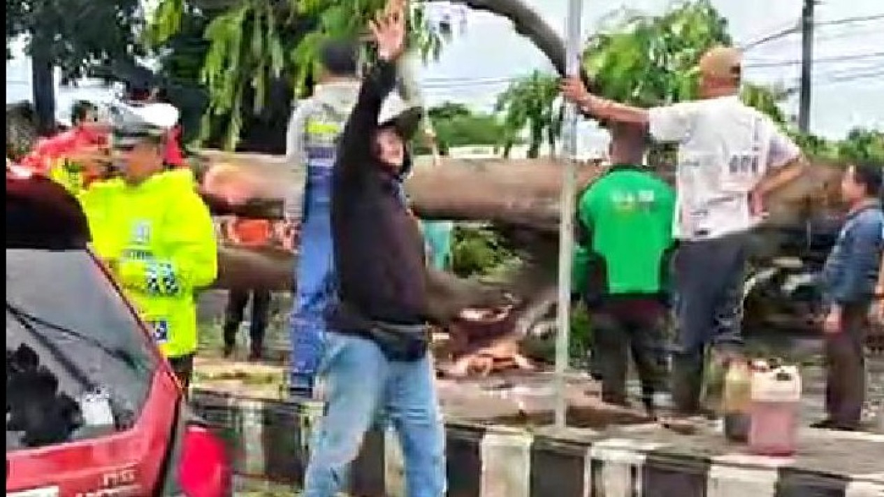 Pohon tumbang di depan Terminal Rajabasa.