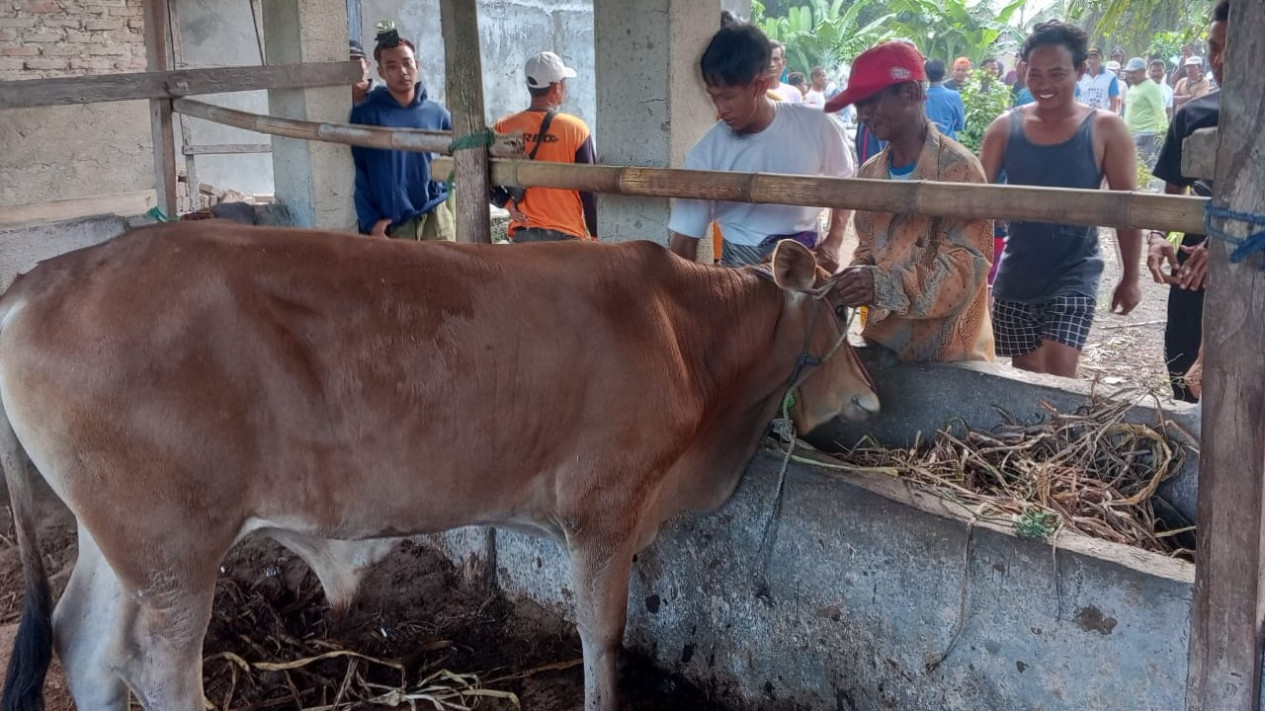 Tim Tekab 308 Polsek Kalianda ungkap kasus pencurian sapi.