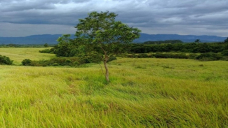 Padang Savana Suoh Padang Savana Suoh